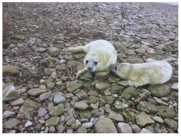 В Силламяэ на побережье участились случаи появления детенышей тюленей