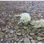 В Силламяэ на побережье участились случаи появления детенышей тюленей